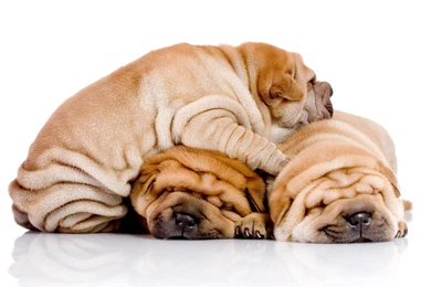 Three Puppies Shar Pei Are Sleeping On Each Other Wallpapers And ...
