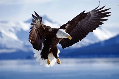 Hd bald eagles wallpaper.jpg