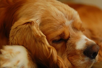Cocker Spaniel Lay Sleeping Puppy Wallpapers