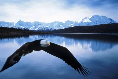High Definition Eagle Wallpapers For Free Download