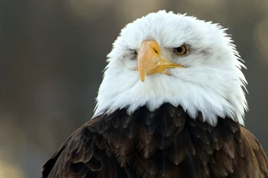 Bald Eagle Wallpapers