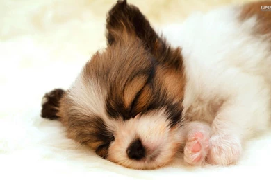 Golden Retriever With A Cowboy Hat Wallpapers   Animal Wallpapers ...