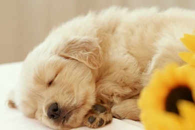 Cuddly Puppy Wallpapers   Adorbale Sleeping Labrador Puppy 23 ...
