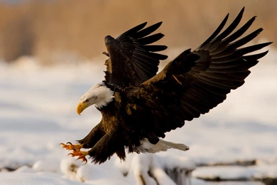 Hd Eagle HD Animal Wallpapers