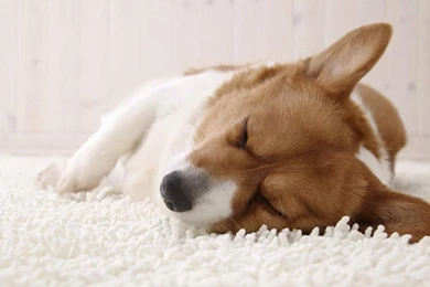 Corgi Puppy Sleeping   Wallpaper.