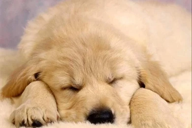 Dogs: Dreaming Sleeping Golden Wonderful Little Dog Sweet Tired ...
