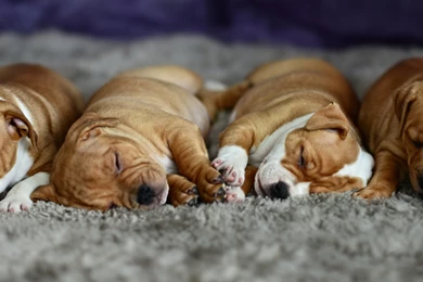 Cocker Spaniel Lay Sleeping Puppy Wallpapers