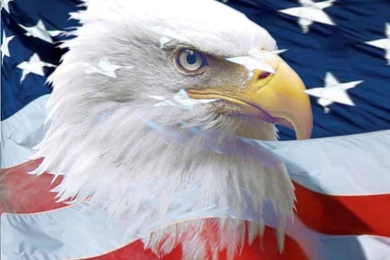 Desktop american flag bald eagle pictures.jpg