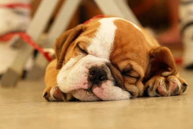 Sleeping Puppy Wallpapers