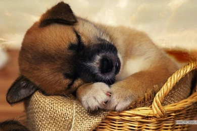 A Tired Puppy Is A Happy Puppy   June 23, 2013   Unitarian ...