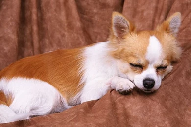 1600*1200 Sleeping Chihuahua Puppy   Chihuahua Puppies Photos 25 ...