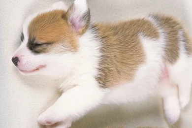 Photo: Dreaming Puppy   Sleeping Welsh Corgi Puppy 1600*120047 ...
