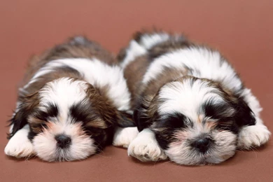 Cute Puppies Sleeping HD Desktop Wallpapers : Widescreen : High ...
