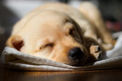 Labrador Sleeping Puppy Wallpaper HD.jpg