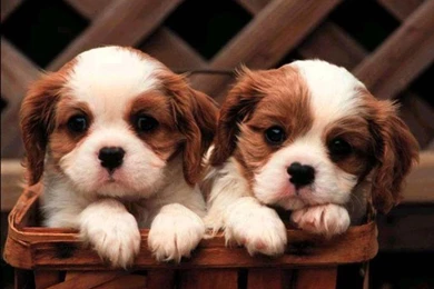 Cute Puppies Wallpapers   The Wondrous Pics
