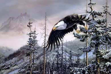 Bald Eagle Wallpapers