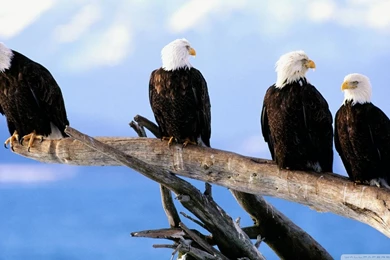 Bald eagles photos.jpg