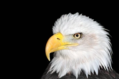 Bald Eagle HD Wallpapers 7148 1024x768 Px ~ WallpaperFort.com