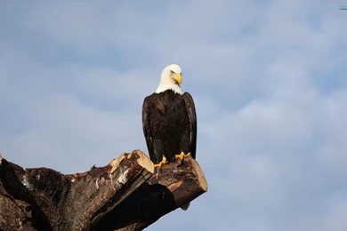 High Definition Eagle Wallpapers For Free Download