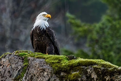 Desktop pictures of the bald eagle wallpaper.jpg