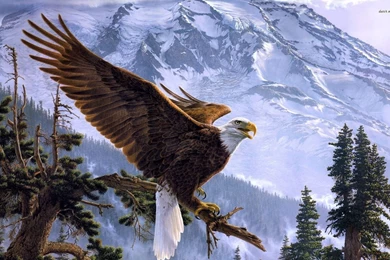Eagle iPad Android HD Wallpapers / Wallpapers Eagle 6533 High ...