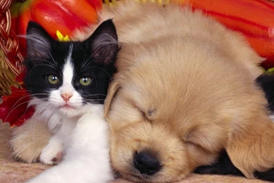 Download Wallpapers The Puppy Is Sleeping With A Kitten (1366 X 768 ...