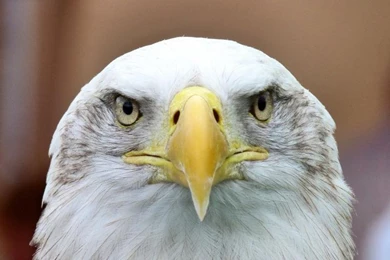 Bald Eagle Wallpaper,bald Eagle Wallpapers HD Wallpaper,eagle ...