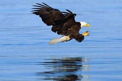 Facts About Bald Eagles