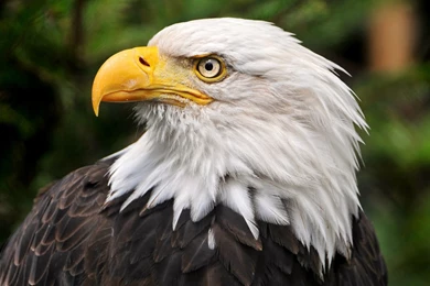 1920x1080 Eagle HD Animal Wallpapers