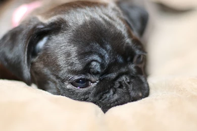 Sleeping Puppy Wallpapers :: HD Wallpapers