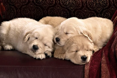 Golden Retriever Puppy Sleeping   Wallpaper.