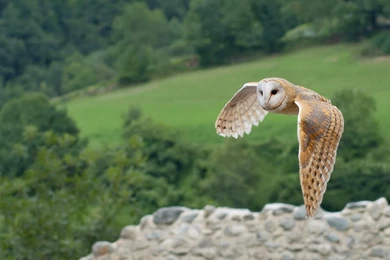 Desktop birds hd live wallpaper download.jpg