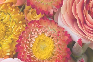 Free Floral Phone Wallpapers • Summer Collection • Capture By Lucy