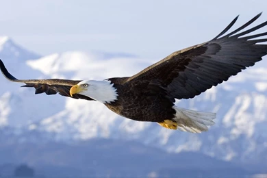 Free Eagle Wallpapers Wallpapers Cave