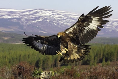 YouWall Golden Eagle Wallpapers Wallpaper,wallpapers,free ...