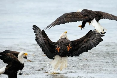 Free Eagle Wallpapers