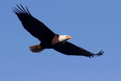 High Definition Eagle Wallpapers For Free Download