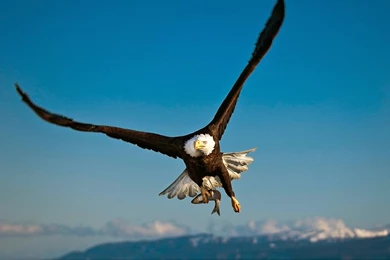 Eagle Wallpapers Free Download Archives Free Wallpapers In