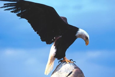 YouWall Great Eagle Wallpapers Wallpaper,wallpapers,free ...