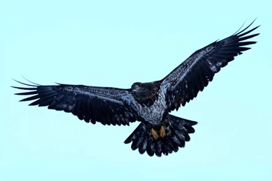 Wallpapers: Juvenile Bald Eagle Wallpapers