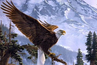 High Definition Eagle Wallpapers For Free Download