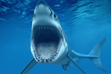 Angry Shark Wallpapers HD 1920x1200
