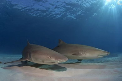 Sharks Wallpapers   Animal Wallpapers