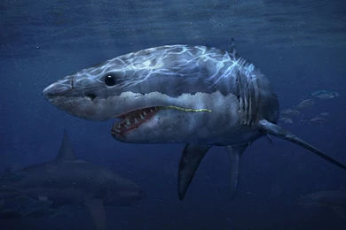 Shark Computer Wallpapers, Desktop Backgrounds