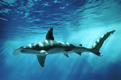 Hammerhead shark images 24682 hd wallpapers.jpg