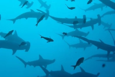 Scalloped Hammerhead Sharks Wallpaper, OS / Android: Scalloped ...