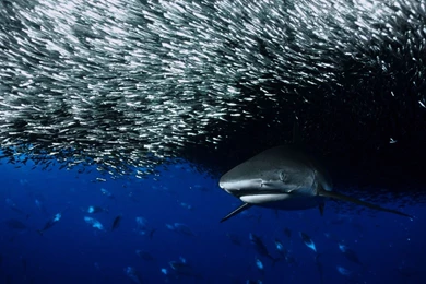 Fish Ocean Sharks Wallpapers   (