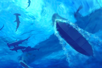 Dual screen hammerhead shark wallpaper.jpg