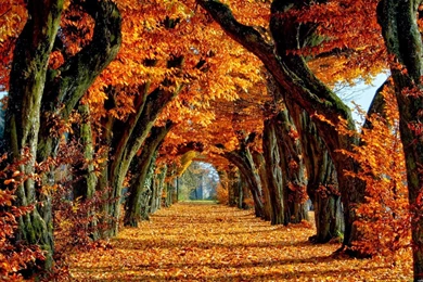 Seasonal Wallpapers   Wallpapers Cave