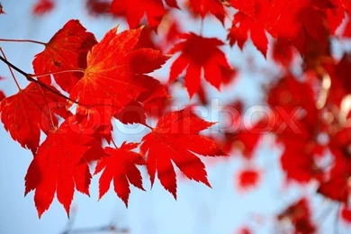 Autumn Seasonal Wallpapers With Red Vivid Leaves